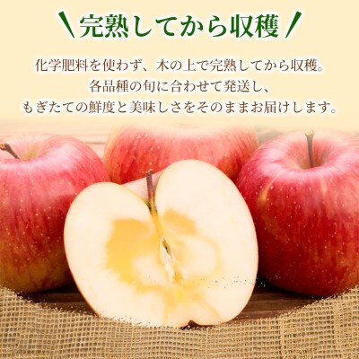 【甘くてシャキシャキ】 りんご 「シナノスイート」家庭用 約5kg (約14～20個)  青森市【配送不可地域：離島】