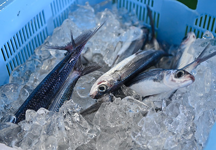 鮮度抜群！朝獲れ鮮魚ボックスA