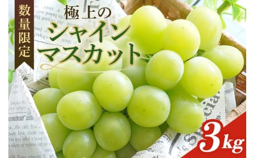 【数量限定・先行予約】 シャインマスカット 数量限定 3kg 農園直送 期間限定 果物 フルーツ ブドウ 葡萄 ぶどう 冷蔵 国産 小美玉市 【2025年8月下旬以降発送】 70-K