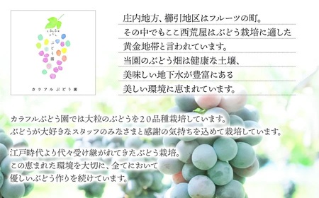 【令和8年産先行予約】【限定生産】幻の種あり品種 ぶどうの詰合せ 約2kg 季節の旬の高級黒ぶどう・赤ぶどうセット　カラフルぶどう園