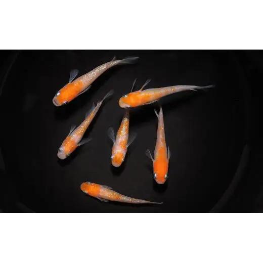 メダカ「小江戸紅白」1ペア