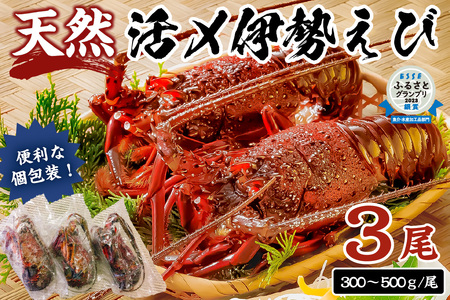 【天然】甘み凝縮！活〆冷凍伊勢海老900ｇ以上（300ｇ×3尾） mi0020-0003