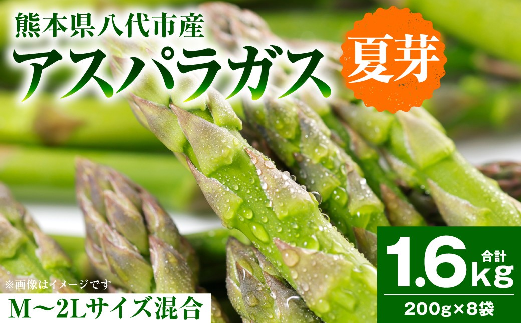 
                  アスパラガス 1.6kg （M～2Lサイズ混合） アスパラ 新鮮 夏野菜 野菜 やさい 旬 産地直送 野菜ソムリエサミット 銀賞 熊本県 八代市
                