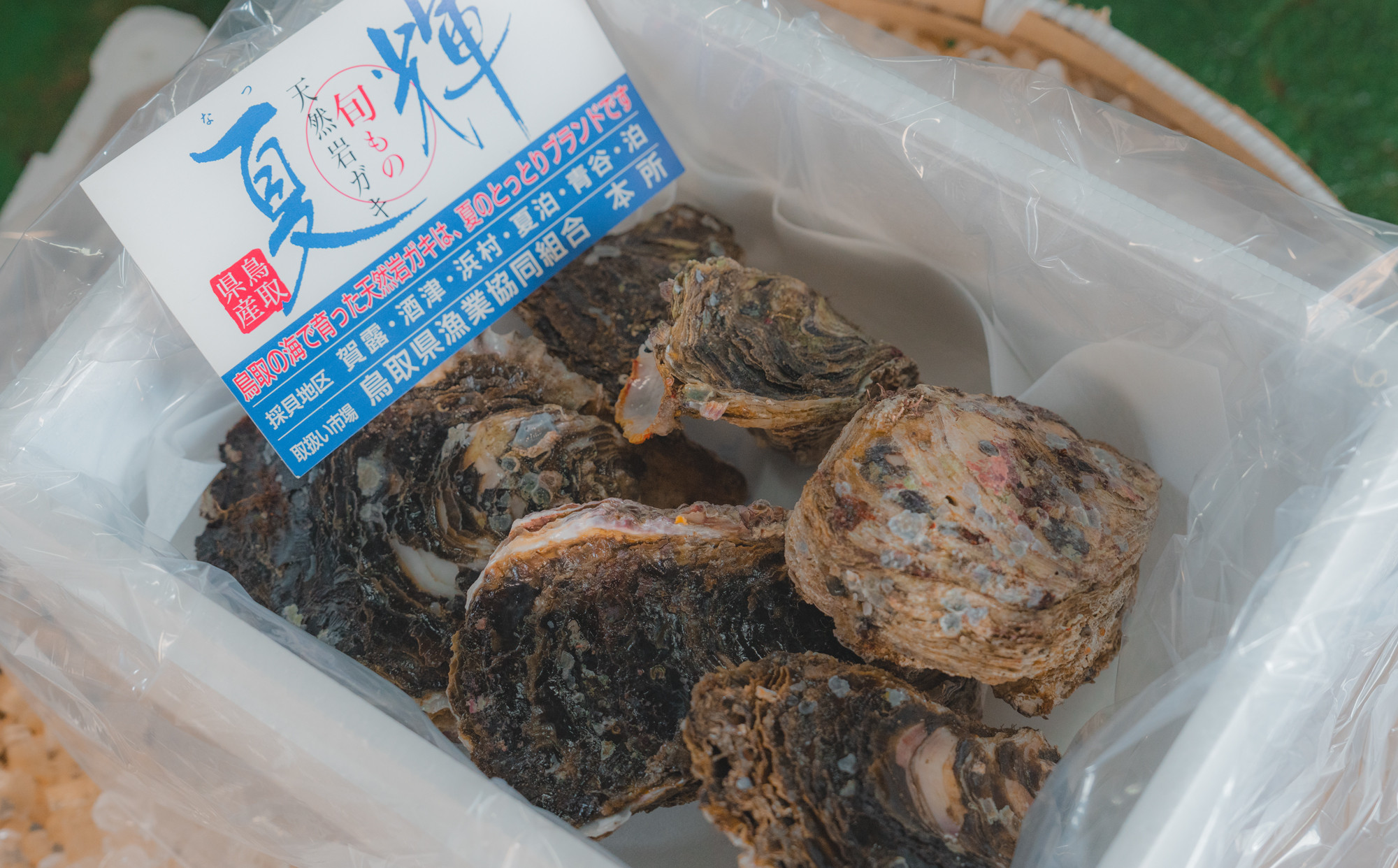 牡蠣 鳥取県産 天然 岩ガキ 夏輝 おまかせ2kg (約6～9個)  ※1個の重さによって個数が変わります ※着日指定不可 ※2026年6月上旬～8月下旬頃に順次発送予定