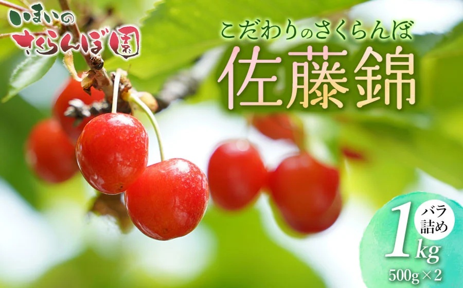 【令和8年産先行予約】　こだわりのさくらんぼ「佐藤錦」（Lサイズ以上）　バラ詰め　1kg　(500g×2)　いまいのさくらんぼ園 K-866