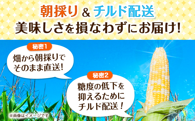 朝採りとうもろこし 河合農園のスイートコーン 12本 特大サイズ(1本380g以上) 河合農園《8月上旬-9月中旬頃出荷》 送料無料 とうもろこし 北海道 本別町 北海道 十勝 本別町産 極甘 特大 