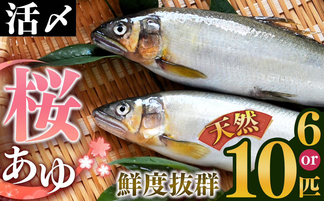 
            天然桜鮎  6匹/10匹| ※8月以降順次発送 アユ 活あゆ 香魚 清流の女王 期間限定 吉野川 天然 奈良県 大淀
          