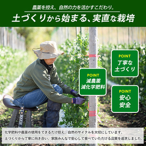 紅はるか約2.3kg・おとなの焼き芋ペースト1瓶セット (マツキアグリ/010-2077) さつまいも 芋 紅はるか 焼き芋 手作り オーガニック栽培 