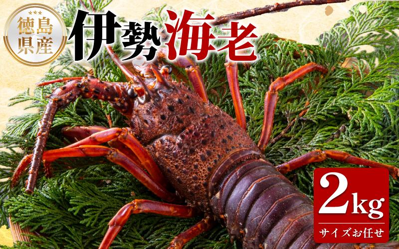 伊勢海老 2kg サイズ お任せ えび エビ 高級 伊勢 伊勢えび 鮮魚 海鮮 魚介 刺身 焼き物 汁物 イセエビ 海老 正月 おせち ギフト 贈答 贈り物 祝い 歳暮 中元 年末 年始 ebi 徳島