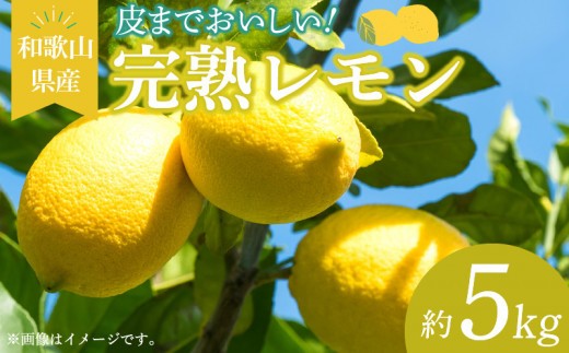 
                  【2027年先行予約】和歌山県産 完熟 レモン 5kg 皮まで使用可能（栽培期間中農薬不使用）_EA6009n
                