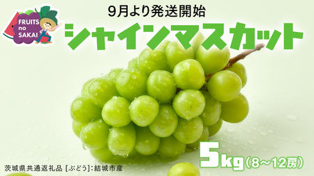シャインマスカット 5kg （8～12房）【2026年9月より発送開始】（茨城県共通返礼品 [ぶどう]：結城市産） 