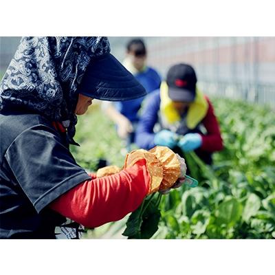 ふるさと納税 南国市 【土佐野菜】旬の野菜の詰め合わせと栽培期間中に農薬不使用の生姜500g付き |  | 02