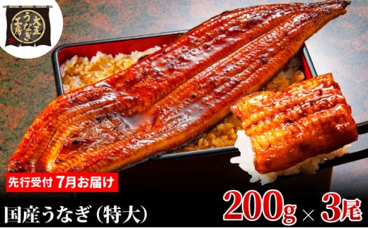 
                  [№5695-1923]先行受付 【7月上旬配送】 うなぎ蒲焼 200g×3尾(600g) うなぎ 鰻 蒲焼 蒲焼き 大五通商 静岡 島田市
                