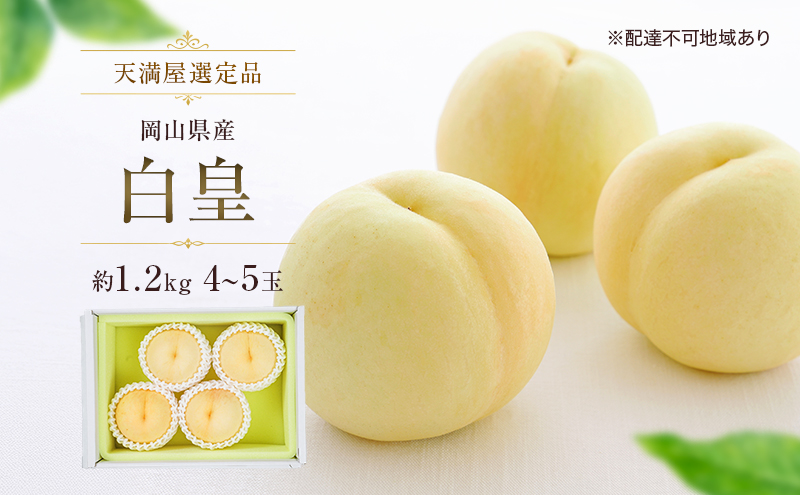 【天満屋選定品】岡山県産 白皇 約1.2kg 4～5玉（2026年発送）