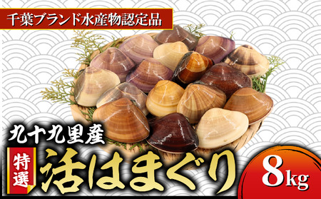活 はまぐり 九十九里産  約8kg 【 はまぐり 】
