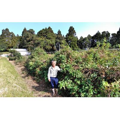 ふるさと納税 日向市 【2ヵ月毎定期便】菊芋 《日向市産》有機JAS認証 菊芋パウダー 100g×2袋全6回 |  | 02