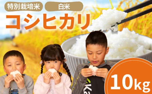 こしひかり 白米 10kg  2025年産 竜の舞  特別栽培米 国産 安心 安全 近江米 米 お米 白米 お弁当 玄米 産地直送 滋賀県 竜王町 送料無料