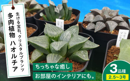 観葉植物 ハオルチア 3鉢[APCJ006]観葉植物 