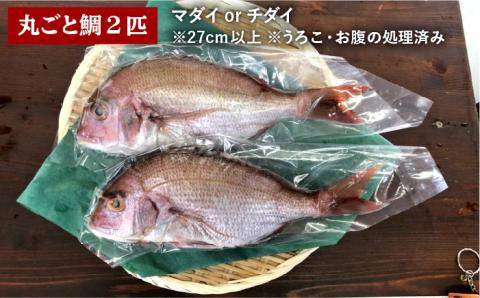 福岡糸島地魚6点セット（鯛/干物/フィレ/わかめ）本格お家ごはんセット 徳栄丸 [APD008]