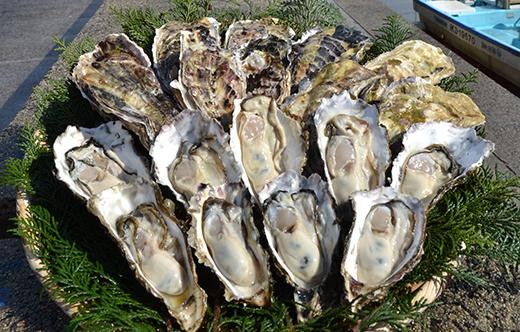 
能登穴水の牡蠣（殻付き） 加熱用 5kg 石川県 石川 能登 能登半島地震 復興支援 被災地支援
