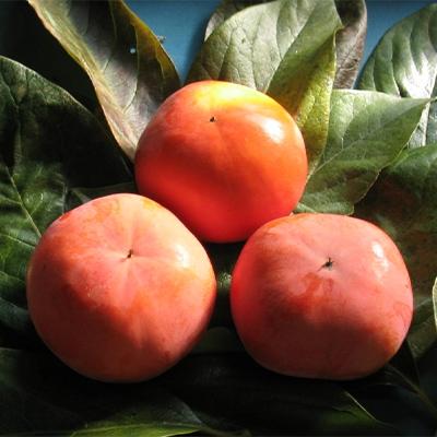 ふるさと納税 観音寺市 【2026年11〜12月発送】富有柿　3.5kg |  | 01