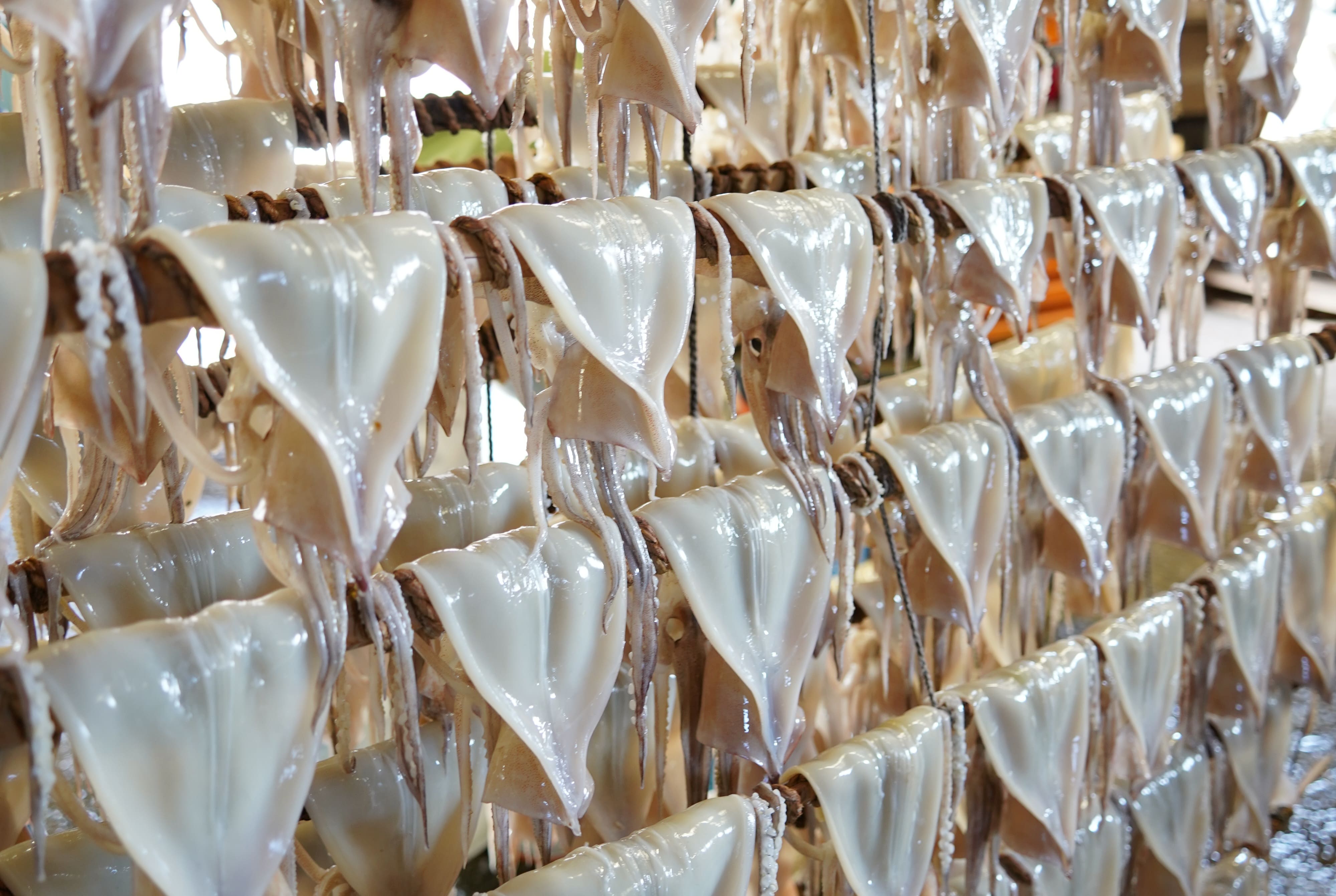 肉厚するめ 6枚入り せたな町 ふるさと納税 