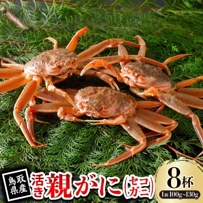 ふるさと納税 智頭町 【先行予約】鳥取県産 活 親がに(セコガニ)100〜130g×8杯 2026年11月発送
