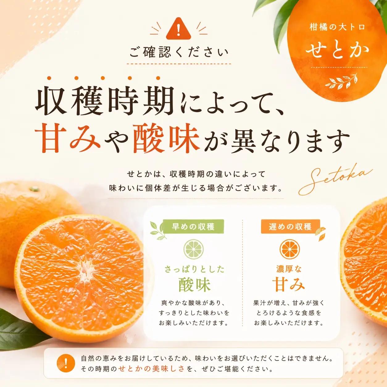 せとか 橋本農園のせとか 3kg【mht011A】