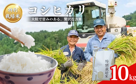 令和7年産 米 特別栽培米 コシヒカリ (白米) 10kg 10キロ 棚田米 どぶろく荘 こしひかり お米 コメ 送料無料