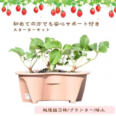 ふるさと納税 上越市 越後姫栽培キット　3株