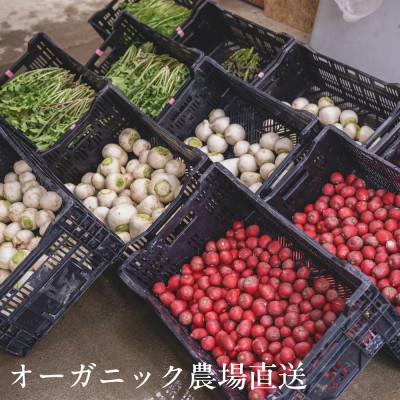 ふるさと納税 掛川市 しあわせ野菜畑のシェフSセット　(訳あり規格外の有機野菜を一部使用) |  | 01