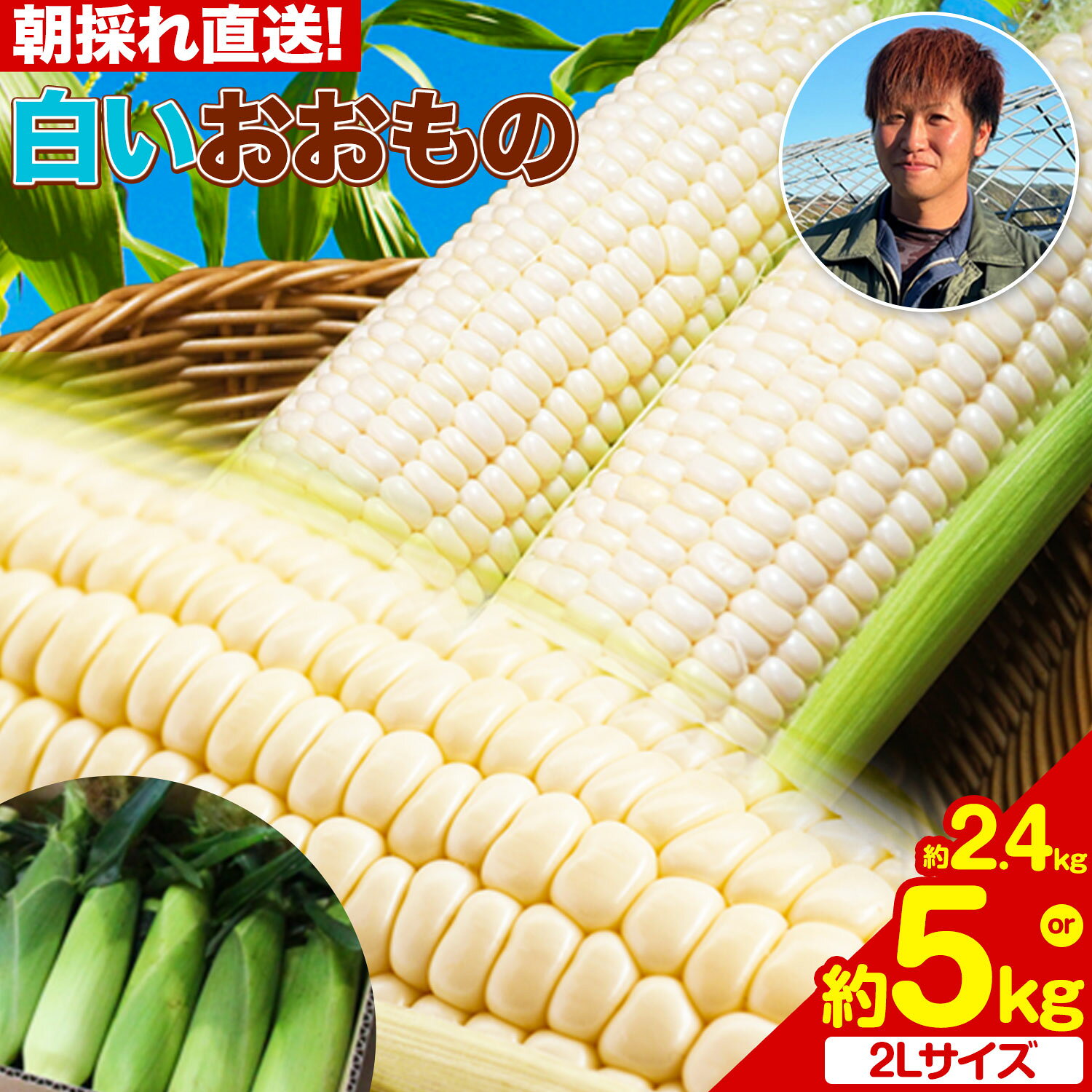 【ふるさと納税】先行予約 朝採れ 白とうもろこし おおもの 2Lサイズ 13本 約5kg 6本 約2.4kg以上 ホワイトコーン 糖度20度以上 甘い 岩手県 九戸村 七戸宏大 野菜 スイートコーン 産直 旬 新鮮 BBQ バーベキュー お取り寄せ 冷蔵 送料無料 《2027年 7月下旬-8月下旬頃出荷》