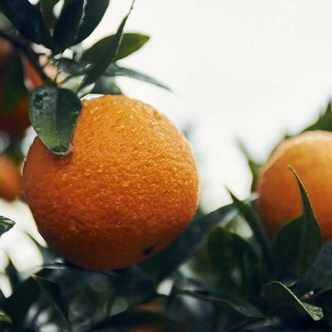 【ふるさと納税】【先行予約】大山果樹園おすすめ 屋久島たんかん 約5kg【家庭用・訳あり】