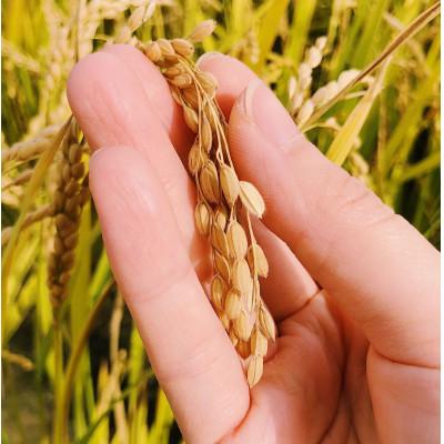 ふるさと納税 富良野市 令和7年産米　富良野産　栽培期間出来るだけ農薬を減らして作った　おぼろづき　10kg |  | 03