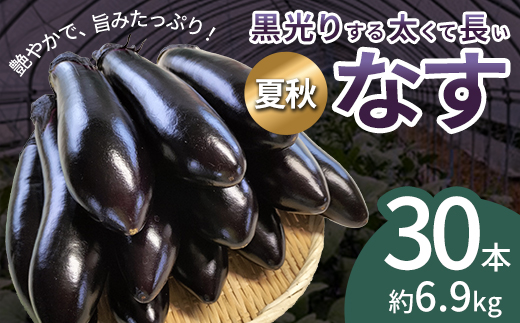 ナス 黒光りする太くて長い！30本　【120P3206】