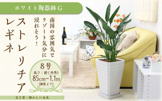 ストレリチア レギネ 8号 ホワイト陶器鉢 G【観葉植物 植物 ストレリチア レギネ 8号 鉢付 インテリア 部屋 室内 オフィス 癒し エコ グリーン マイナスイオン リラックス オシャレ おしゃれ ギフト プレゼント 贈り物 人気 おすすめ  福岡県筑前町 送料無料 AG040】