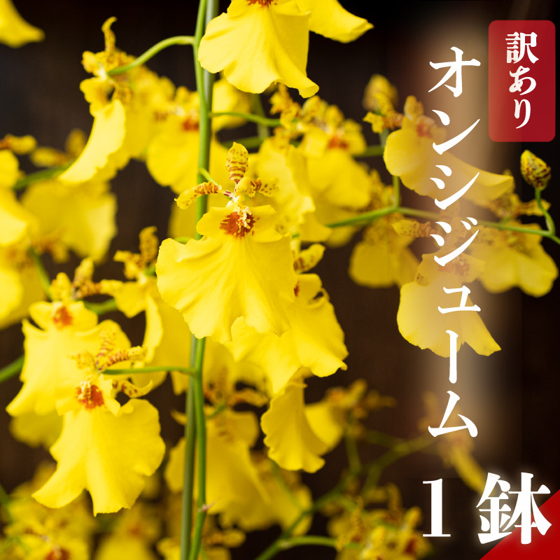 
            訳あり オンシジューム ( アロハ・イワナガ ) １鉢 M~2L お花 ラッピング 有り 無し 花 はな フラワー インテリア 鑑賞 洋ラン 鉢 栽培 園芸 ガーデニング 初心者向け KN006-all
          