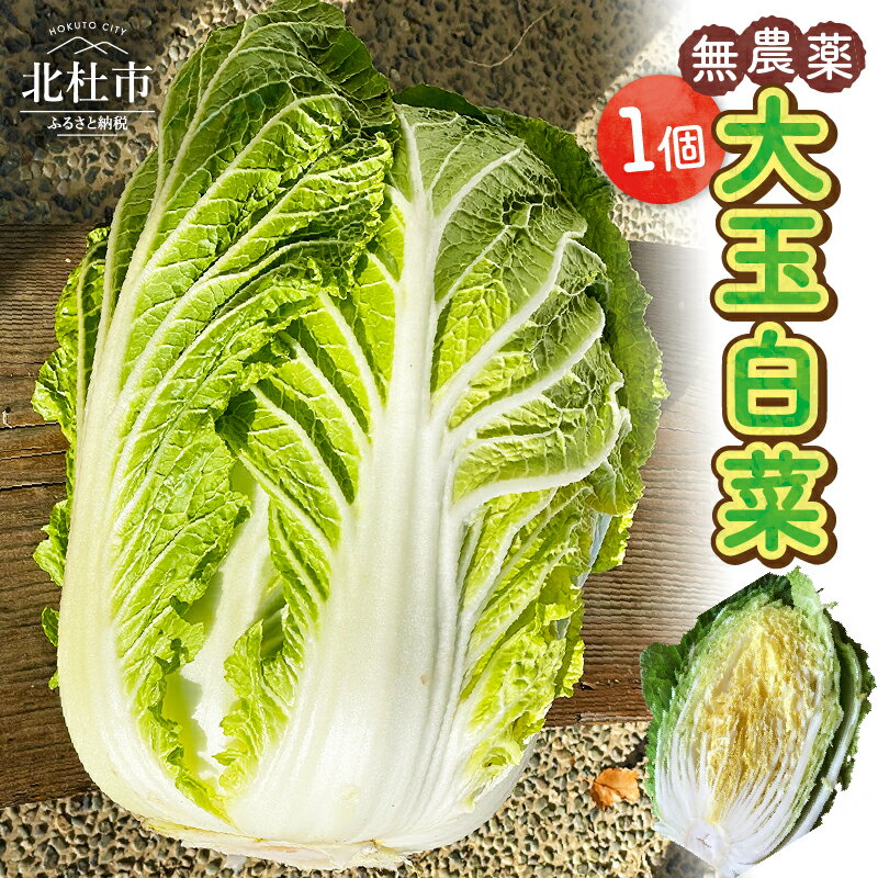 【ふるさと納税】 白菜 無農薬 大玉 1個 期間限定 NPO法人 ぐーももファーム 野菜 鍋料理 炒め物 汁物 サラダ バーニャカウダ 山梨県 北杜市 白州町 送料無料 【2025年先行予約】