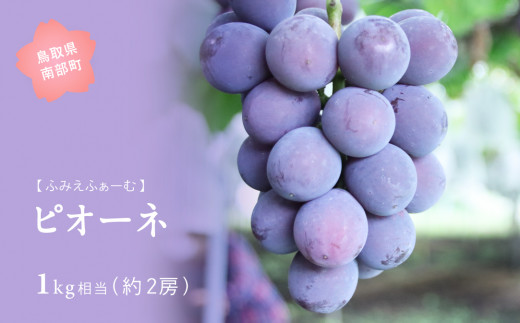 【FM05】ピオーネ 約1kg　9月出荷予定＜2026年収穫分・数量限定＞