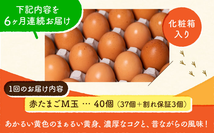 【全6回定期便】 【化粧箱入り】赤たまご M玉 40個 (37個＋割れ保証3個)【株式会社 かもと養鶏】 [ZCA004]