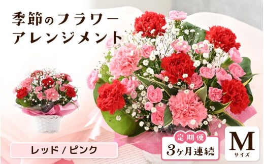 定期便 ≪3ヶ月連続お届け≫ 選べるカラー 季節のフラワーアレンジメント M (レッド・ピンク) 【お花 フラワー アレジメント 花束 ギフト 生花 プレゼント 花束 花 記念日 敬老の日 お祝い】 [C-20701_01] 