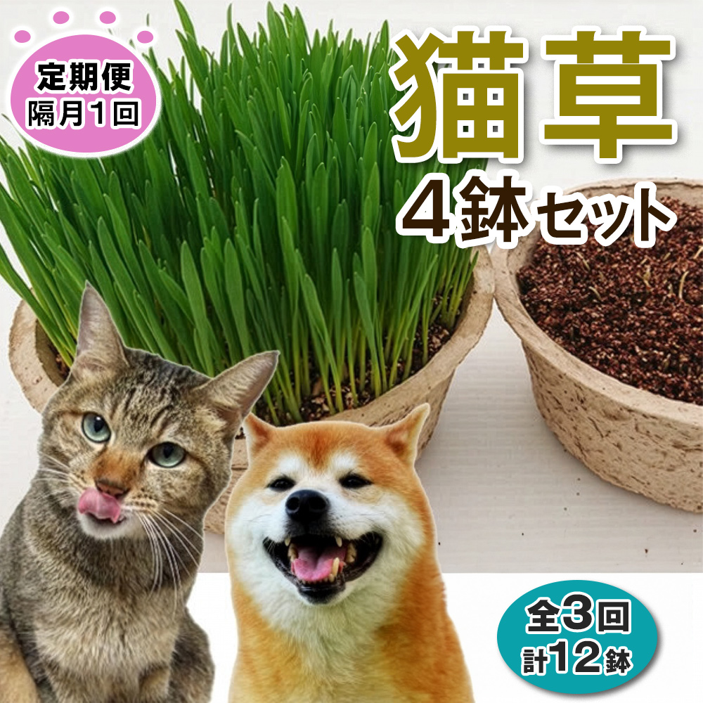 [定期便／隔月1回 全3回] 猫草 栽培セット 4鉢×3回 (計12鉢)｜猫草 定期便 4鉢 猫草 2ヶ月ごと 猫草 3回コース 猫草 お試し定期便 猫草 定期配送 [1203]