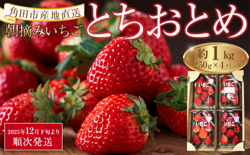【先行予約】【角田市産地直送】朝摘みいちご「とちおとめ」合計約1kg（250g×4パック）｜配送不可地域：北海道・沖縄県・離島