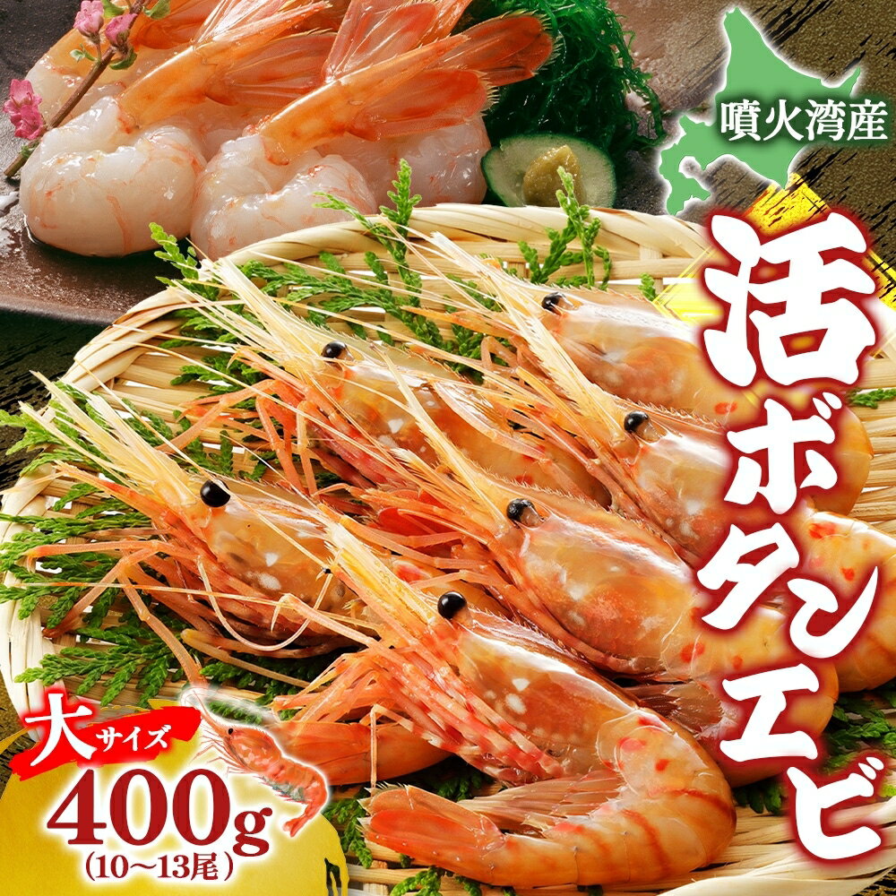 【ふるさと納税】北海道 噴火湾産 活ボタンエビ 大サイズ 400g 10～13尾 2025年9月上旬より順次出荷 ボタンエビ エビ えび 海老 北海道産 旬 ぼたんえび 新鮮 刺身 牡丹海老 海鮮 魚介 甲殻類 味噌汁 鍋 海鮮丼 冷蔵 洞爺湖町　お届け：2025年9月初旬～11月下旬まで