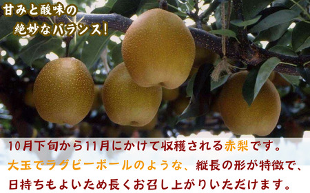 Y034 王秋梨(赤秀) 5kg