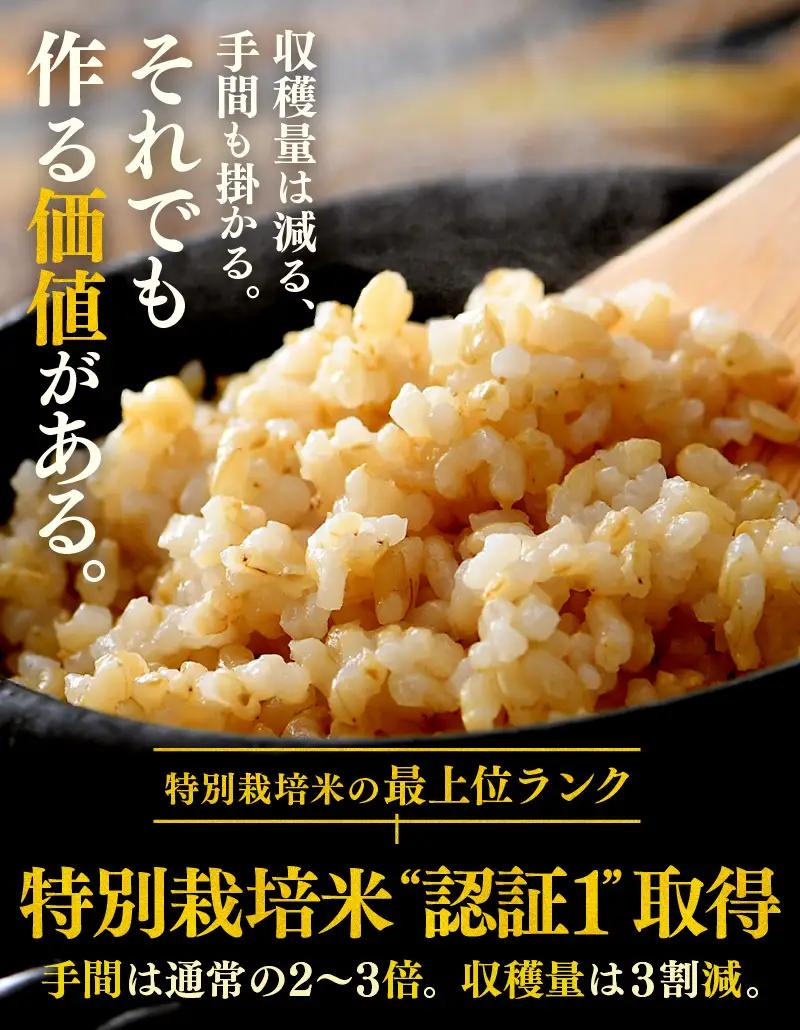 【先行予約】【令和8年産 新米】定期便《6ヶ月連続お届け》コシヒカリ 玄米 5kg × 6回（計30kg）特別栽培米 農薬不使用 化学肥料不使用 ／ 残留農薬ゼロ 高品質 鮮度抜群 福井県産 ブランド