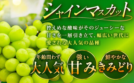 【2025年先行予約】【8月初旬頃から順次発送】皮ごと食べれる！シャインマスカット 2房 約800g 島根県雲南市/池田ぶどう農園　[AIAA002]