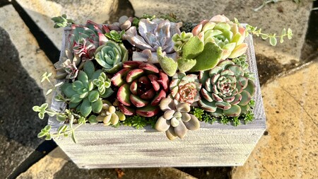 多肉植物 木箱寄せ植え ／ aju succulent 植物 インテリア アレンジ ガーデニング 15種 そのまま飾れる プレゼント ギフト 奈良県 葛城市