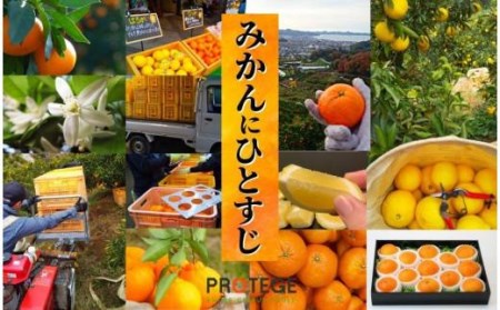 【不知火】良品 約 5kg　＜2027年3月中旬頃?4月頭頃順次発送＞愛媛 松山 みかん 先行予約 蜜柑 柑橘 果物 くだもの フルーツ お取り寄せ グルメ 期間限定 数量限定 人気 おすすめ 愛媛県