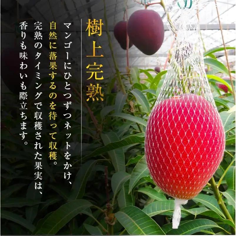 糖度15度以上『太陽のタマゴ』 約1kg 2～3玉 宮崎県産 完熟マンゴー ブランド 贈答 ギフト 南国 トロピカル フルーツ 果物 くだもの 化粧箱入り